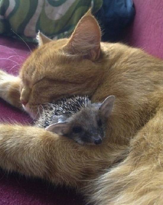 cat-adopted-hedgehog-babies-082815-1