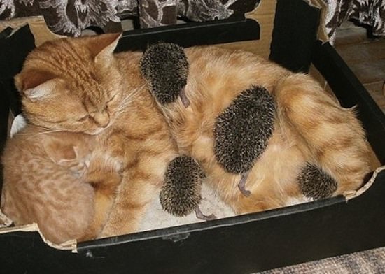 cat-adopted-hedgehog-babies-082815-10