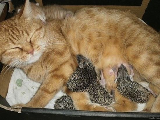 cat-adopted-hedgehog-babies-082815-3