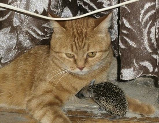 cat-adopted-hedgehog-babies-082815-7