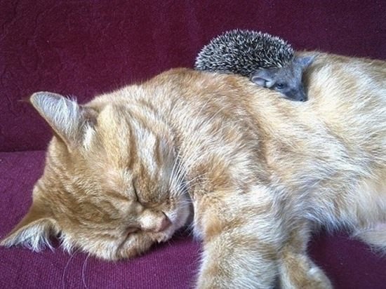 cat-adopted-hedgehog-babies-082815-8