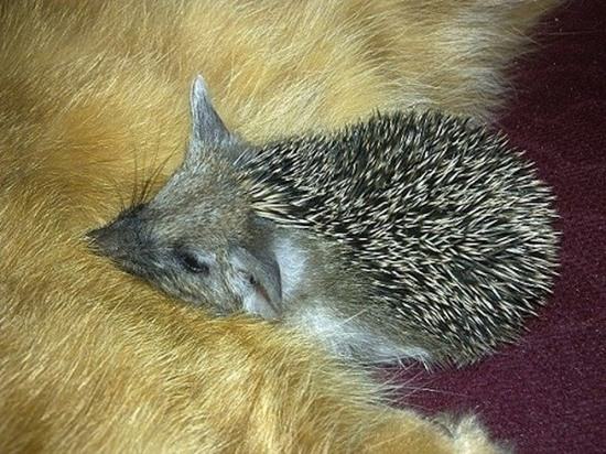 cat-adopted-hedgehog-babies-082815-9