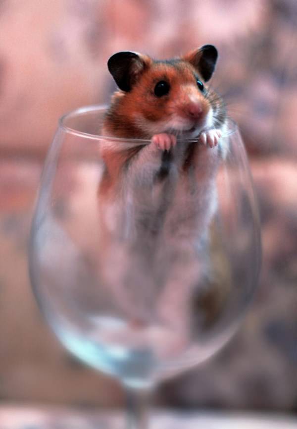 cute-hamster-092015-14