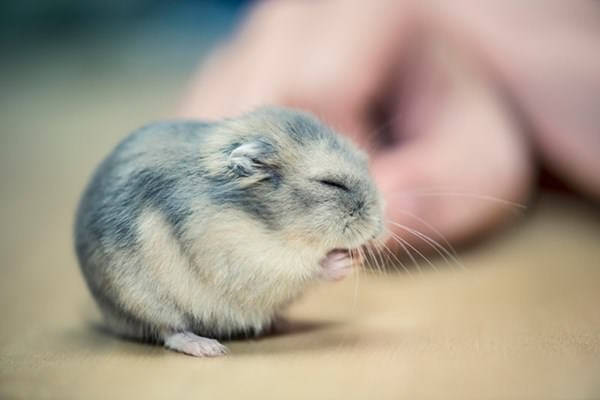 cute-hamster-092015-16