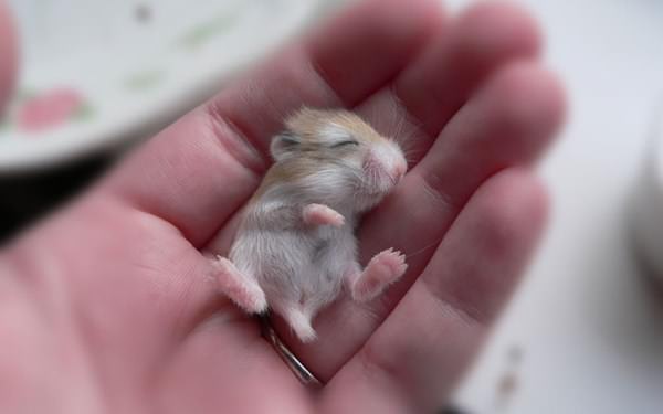 cute-hamster-092015-18