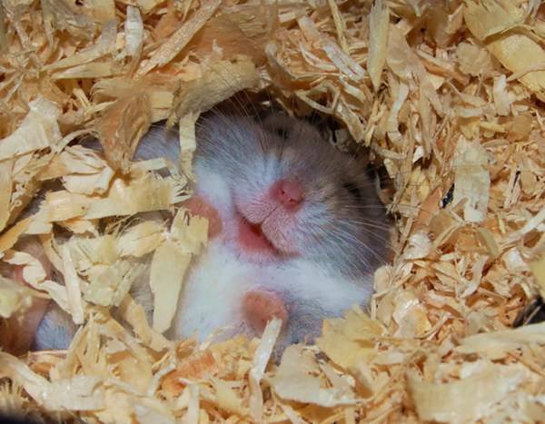 cute-hamster-092015-21