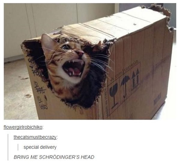 Tumblr Version Of How To Be A Cat