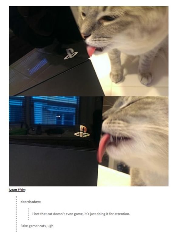 how-to-be-cat-tumblr-100215-12