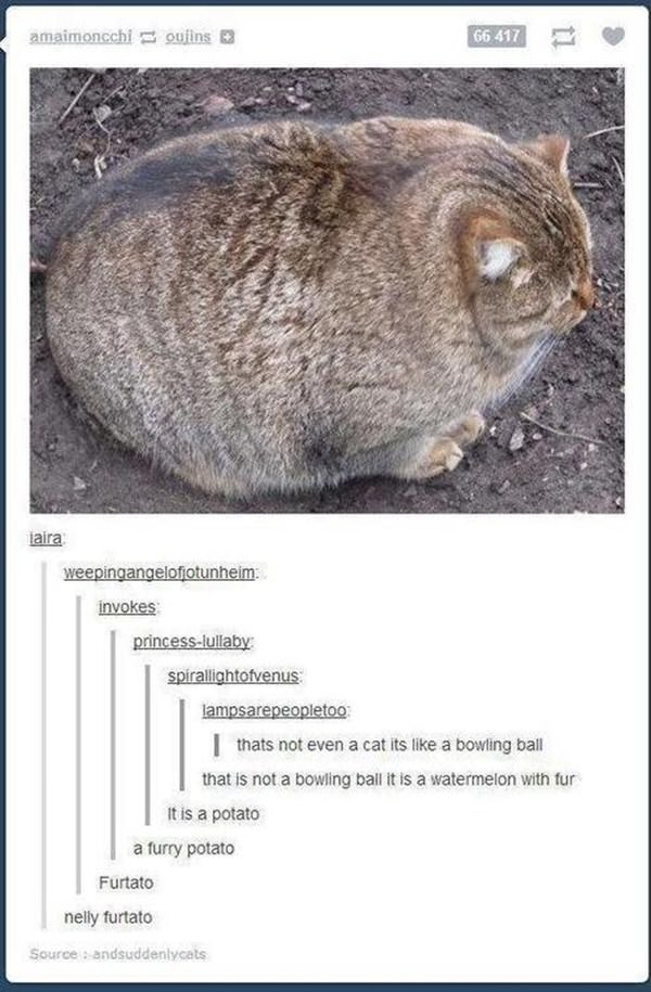 how-to-be-cat-tumblr-100215-14