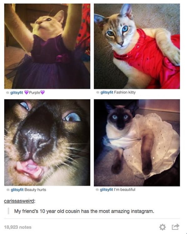 how-to-be-cat-tumblr-100215-18