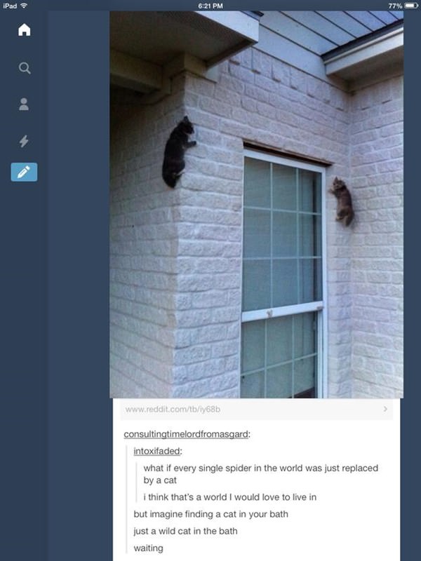 how-to-be-cat-tumblr-100215-19