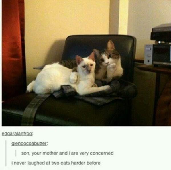 how-to-be-cat-tumblr-100215-3