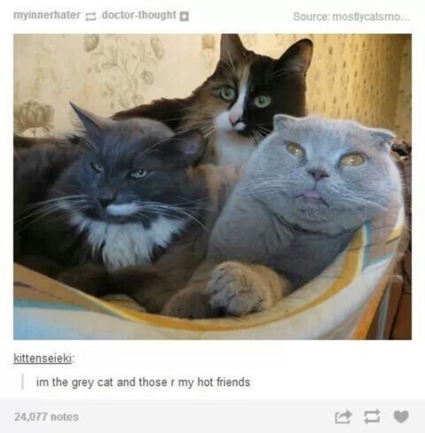 how-to-be-cat-tumblr-100215-4