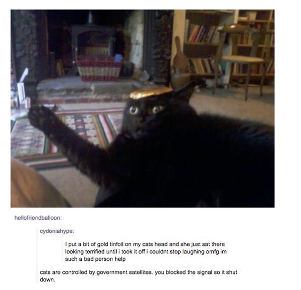 how-to-be-cat-tumblr-100215-6