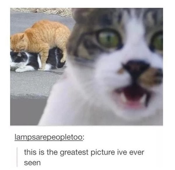 how-to-be-cat-tumblr-100215-8