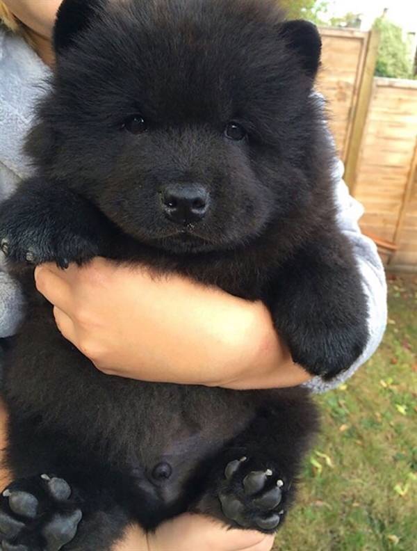 puppy-looks-like-teddy-bear-2