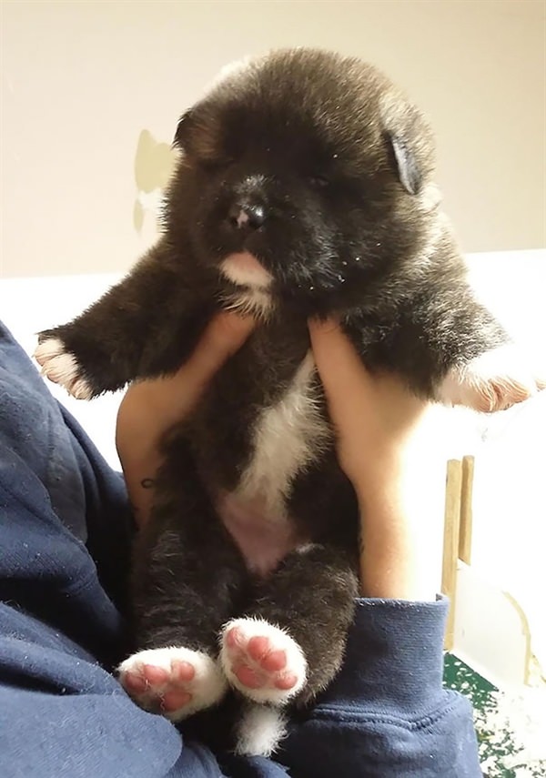 12 Cute Puppies That Look Like Teddy Bear