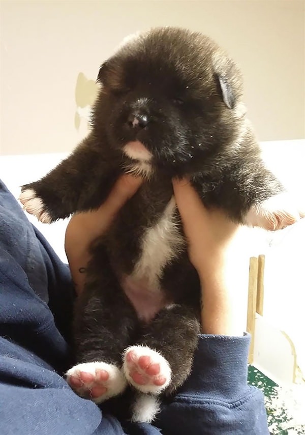 small puppies that look like teddy bears