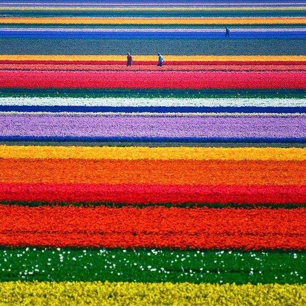 Tulip-Fields-Holland.