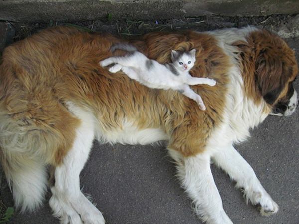 cat-and-god-are-friends-20150902-15