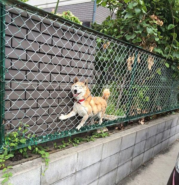 dogs-who-made-poor-life-choices-20150902-17
