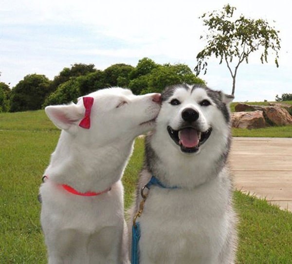 happiest-dogs-who-show-the-best-smiles-20150902-1