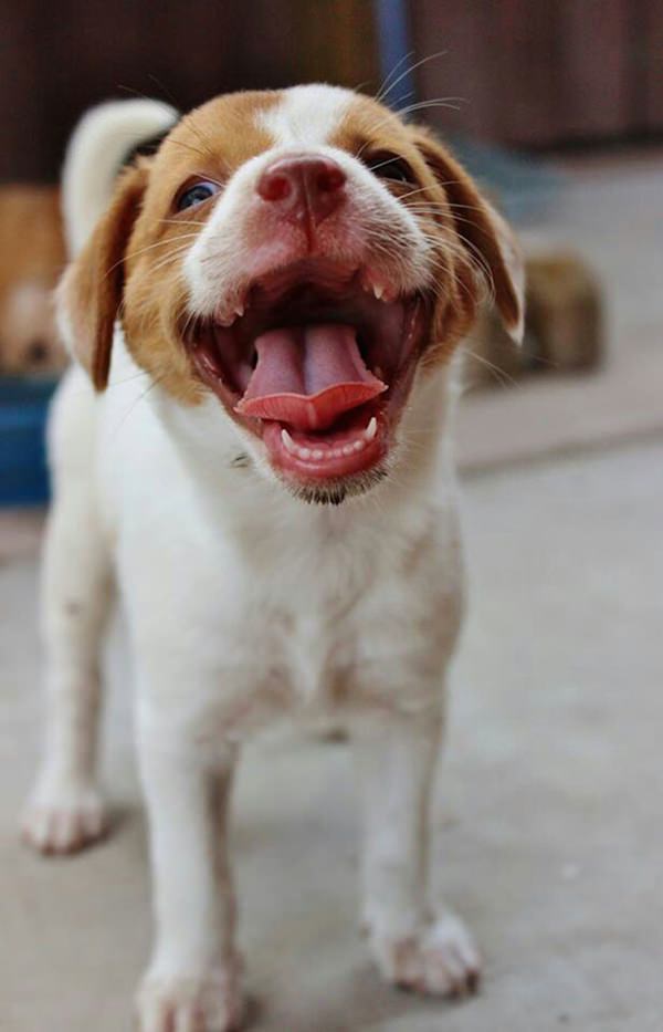 happiest-dogs-who-show-the-best-smiles-20150902-6