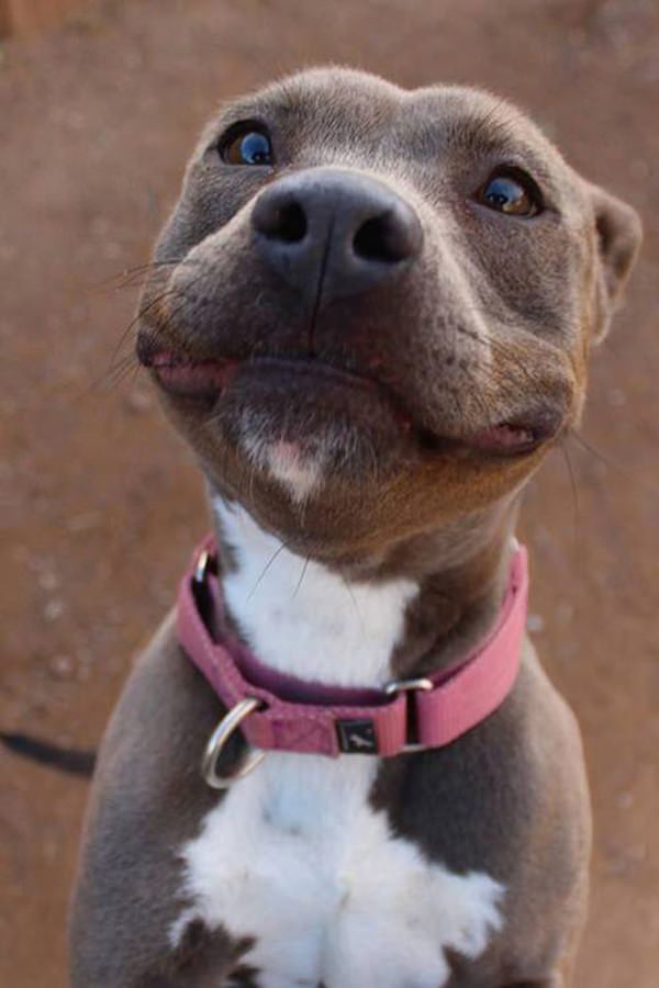 happiest-dogs-who-show-the-best-smiles-20150902-9