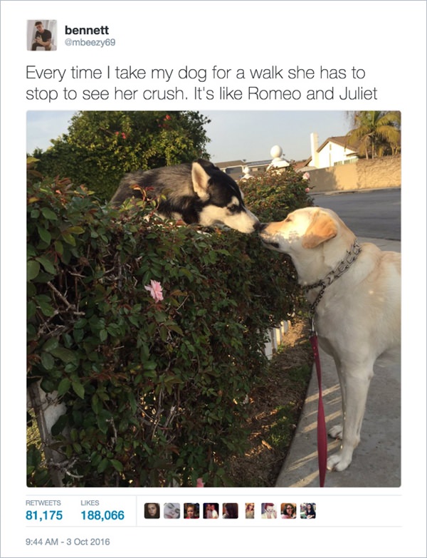 funny-cute-dog-tweet-20151223-11