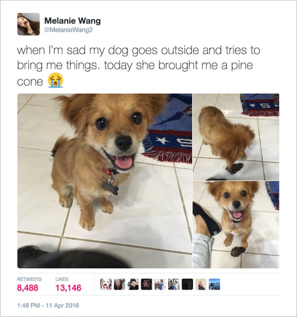 funny-cute-dog-tweet-20151223-3