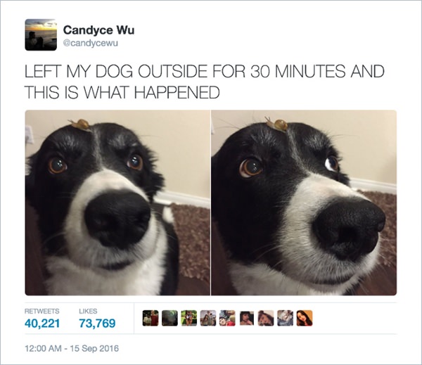 funny-cute-dog-tweet-20151223-7