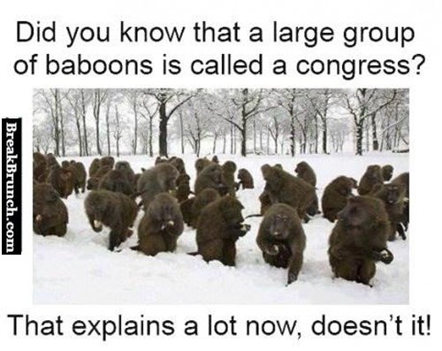 did-you-know-large-group-of-baboons-is-called-congress