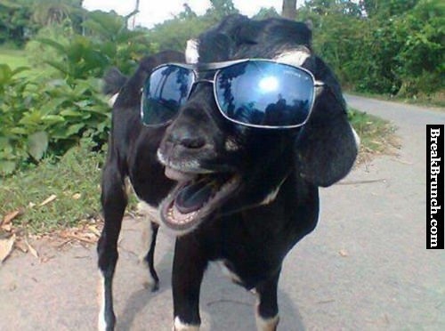 hell-yeah-funny-cow-picture