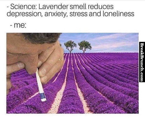 Lavender reduces depression