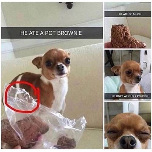 Dog ate pot brownie