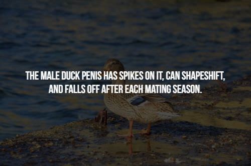 18 interesting facts about animals during mating season - BreakBrunch