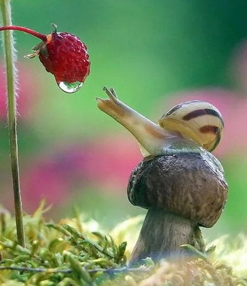 Mushroom, snail and strawberries too cute