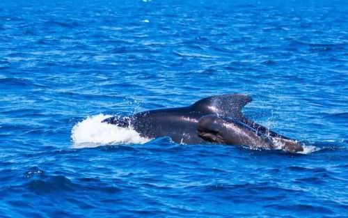 Top 10 fastest ocean animals known to man - BreakBrunch