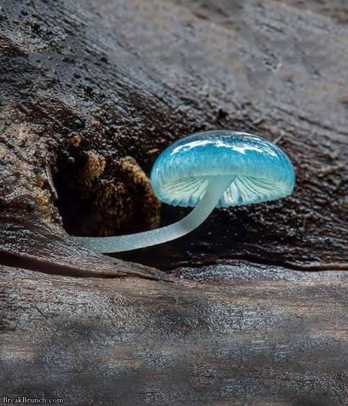 blue-mycean=mushroom-090920180757