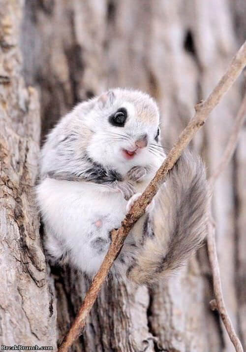 japanese-dwarf-flying-squirrel-0915181035