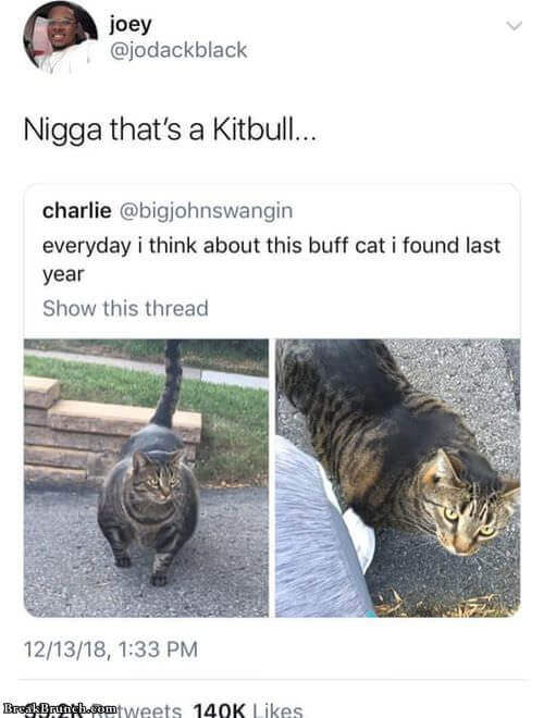 litbull-buff-cat-0915181035