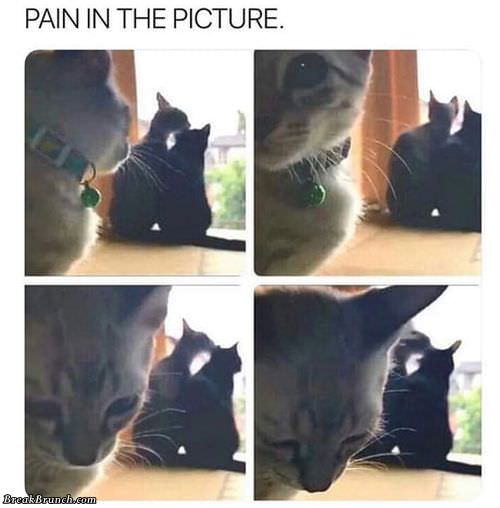 pain-in-picture-funny-picture-091118
