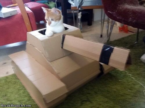 Cat boat plans