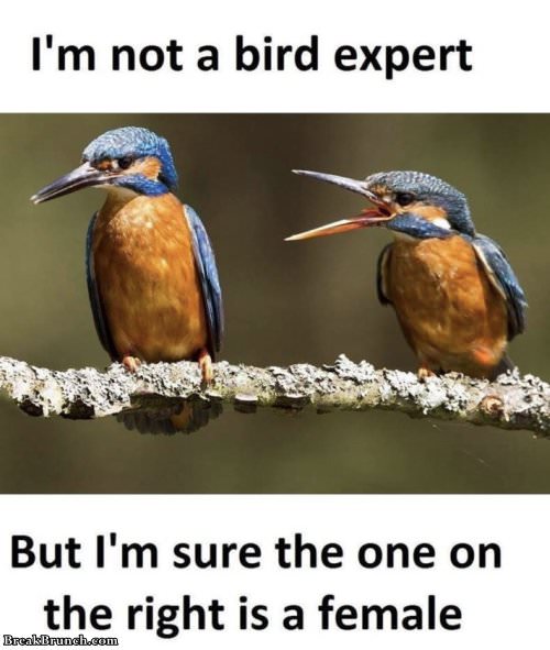 not-bird-expert-1001180813