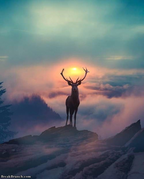 majestic-deer-funny-picture-1028191043