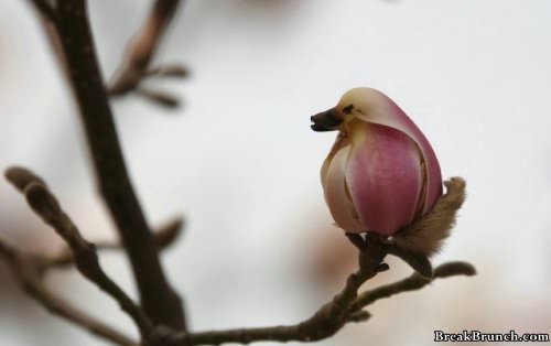 Magnolia flower looks like a bird