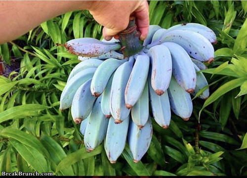 blue-java-banana-011819