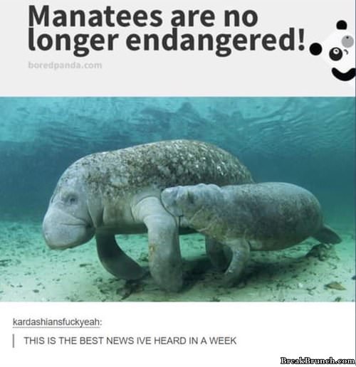 manatees-are-no-longer-endangered-0103190506