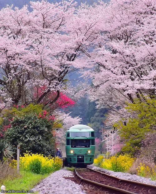 spring-in-japan-012719