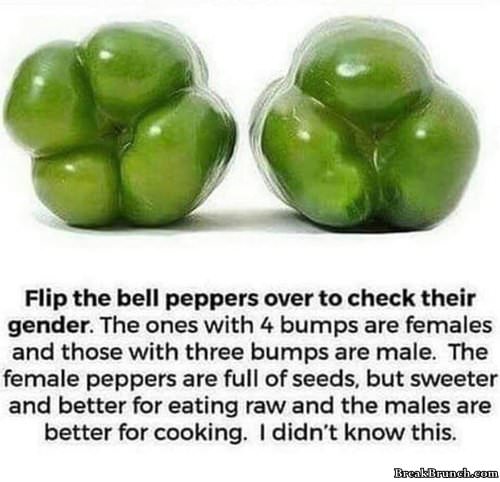 male-and-female-pepper-013119